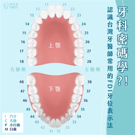 牙齒人